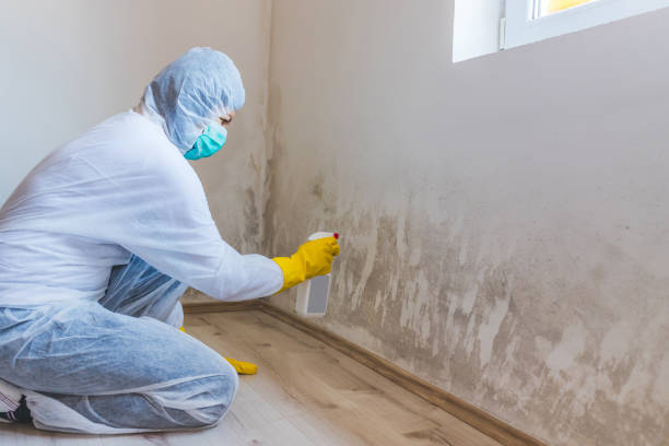 Licensed Commercial Mold Remediation service in Westchester, IL - WQB Mold Removal